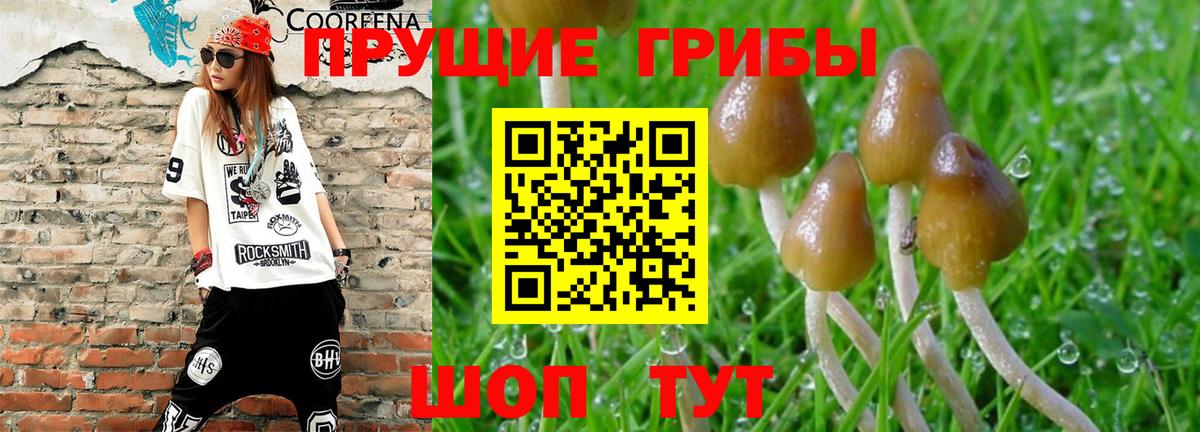 Галлюциногенные грибы Psilocybine cubensis Ржев